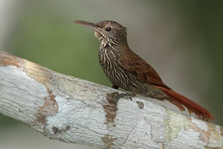 Witstreepmuisspecht - Lepidocolaptes albolineatus